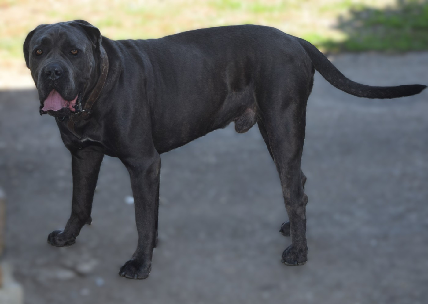 RAÏKO (Sans Affixe)