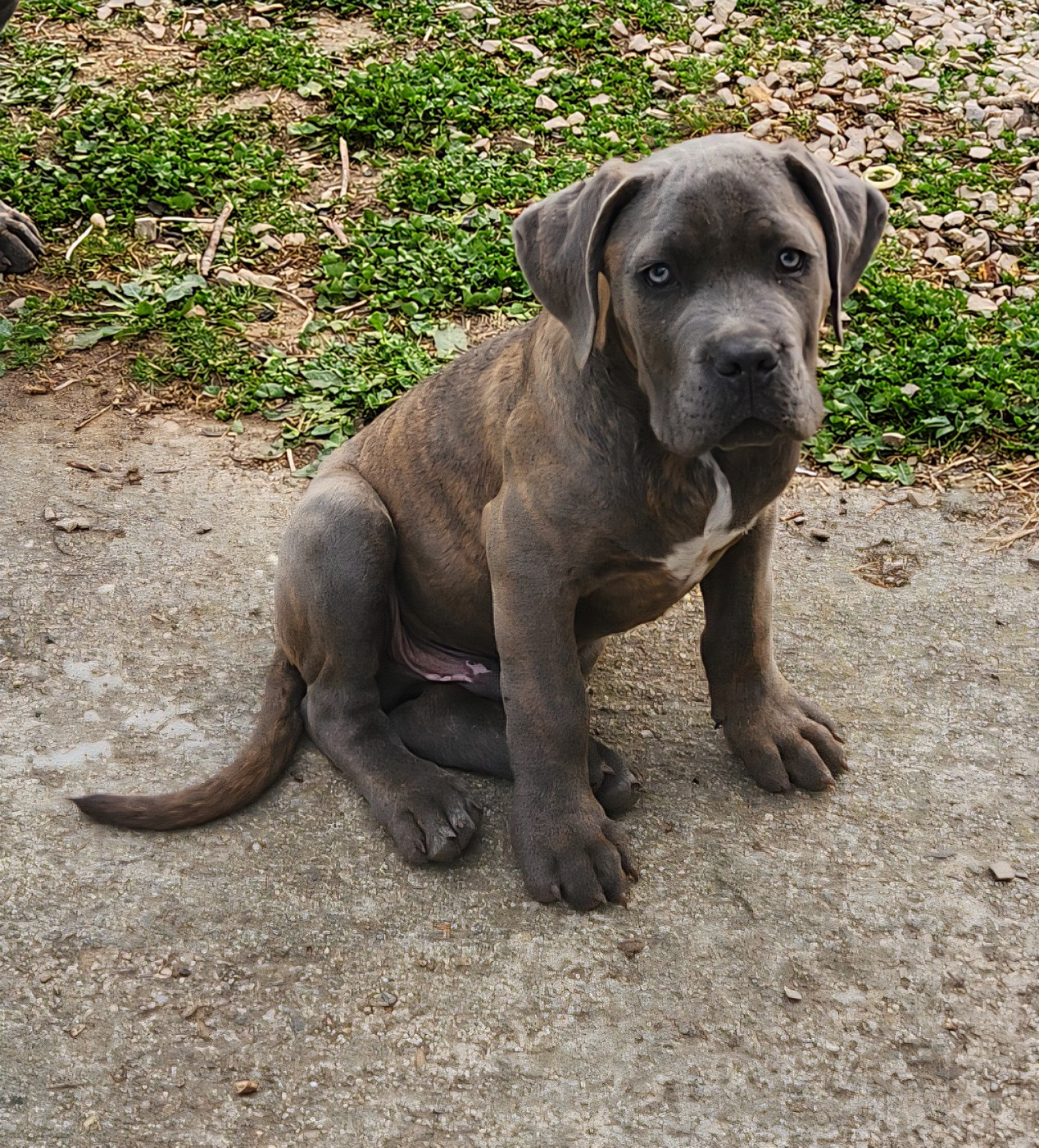 Des Essarts D'Aquila - Chiots disponibles - Cane Corso