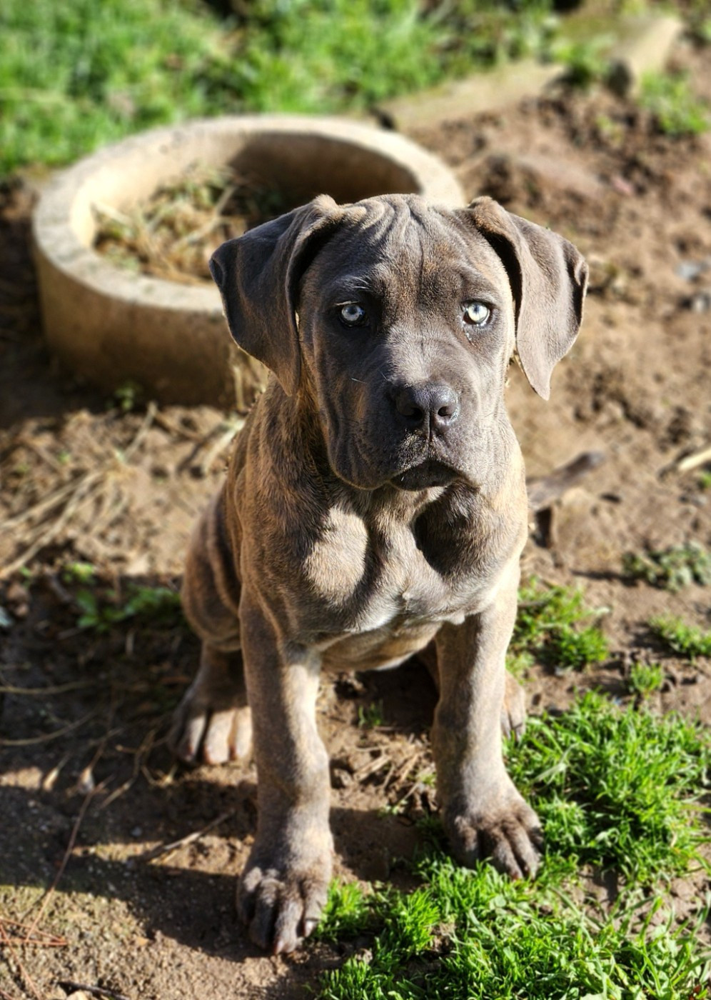 Des Essarts D'Aquila - Chiots disponibles - Cane Corso